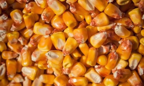 corn-63993-121182